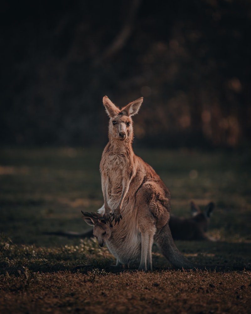 Método Madre Canguro